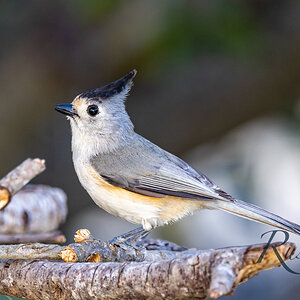 Black Tufted Titmouse