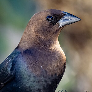 Brown Headed Cowbird