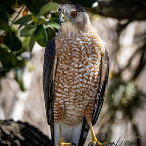 Cooper's Hawk