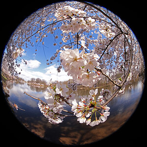 Cherry Blossom 1a.jpg