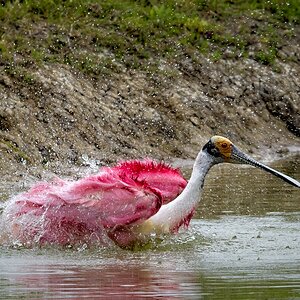 bathing Roseate Spoonbill