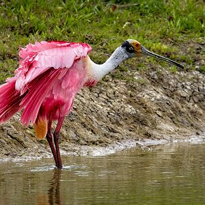 bathing Roseate Spoonbill