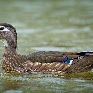 female Wood Duck