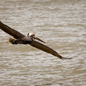 Brown Pelican