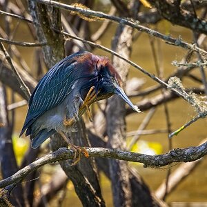 Green Heron