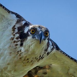 Osprey