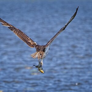 Osprey with fish