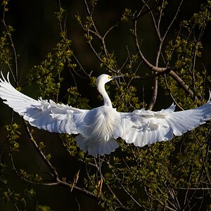 Snowy Egret  in Smith Oaks Rookery  in High Island, TX