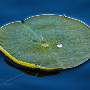lily pad with dragonfly