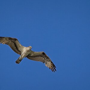 Osprey hunting over White Lake in Cullinan Park