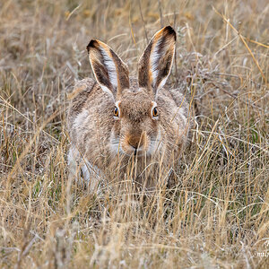 Jack Rabbit 2.jpg