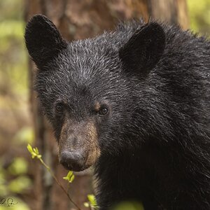 Black bear yearling