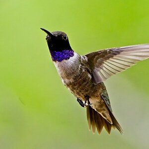 Black-Chinned Hummingbird