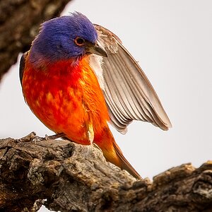 Male Painted Bunting