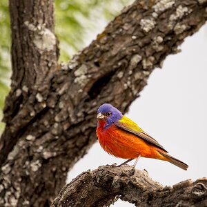 Painted Bunting