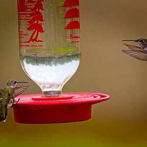 Black-chinned Hummingbirds on feeder