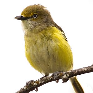 White-Eyed Vireo