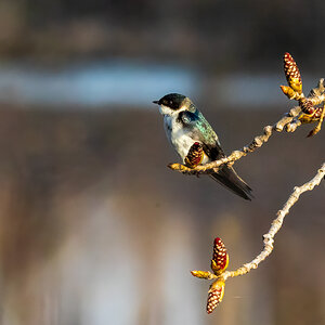 20220423_Magee Marsh_570.jpg