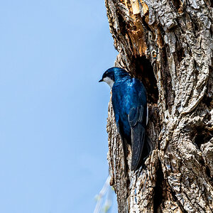 20220423_Magee Marsh_1382.jpg