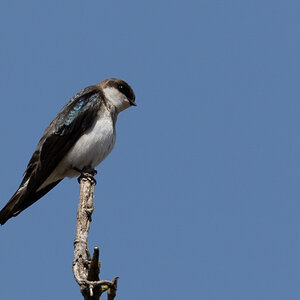 20220423_Magee Marsh_1577.jpg