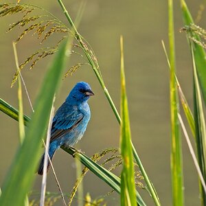 male Indigo Bunting