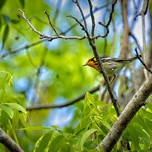 male Blackburnian Warbler