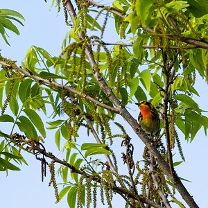 male Blackburnian Warbler