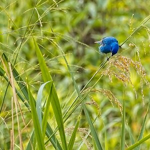 male Indigo Bunting