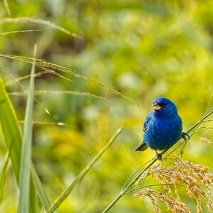 male Indigo Bunting