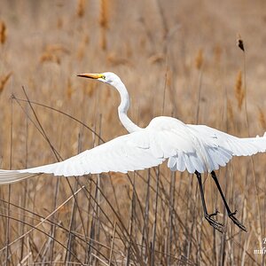 Great Egret Over the Marsh.jpg