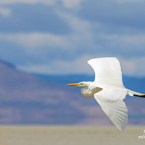 Great Egret.jpg