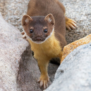Long-tailed Weasel.jpg
