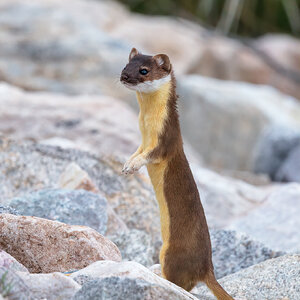 Long-tailed Weasel standing.jpg