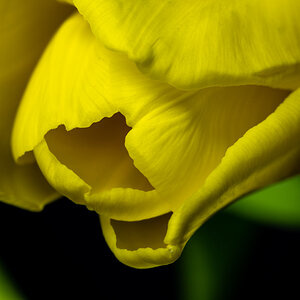 Yellow Tulip-6878.jpg