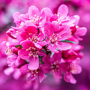 May 07, 2022_Crabapple blooms_005.jpg