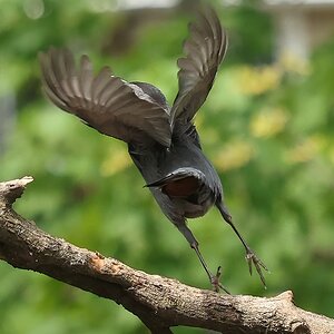 Catbird-.JPG