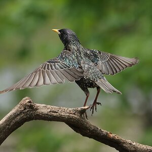 European Starling.JPG