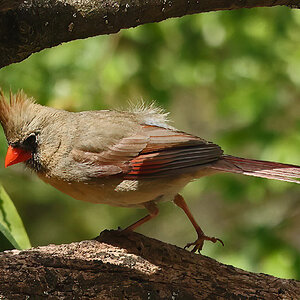 Female Cardinal.jpg