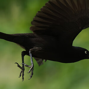 Grackle.JPG