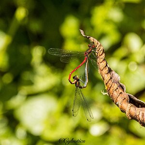 Large Red Damselflies, Cobham, 14/5/22