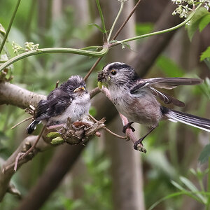 LONG TAIL TIT.jpg