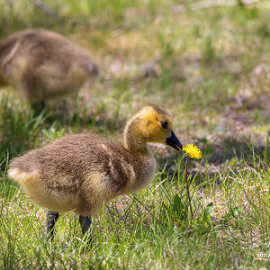 Canada Goose gosling.jpg