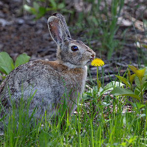 Wild Cottontail Rabbit.jpg