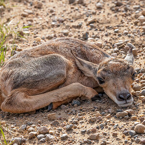 Pronghorn Antelope newborn.jpg