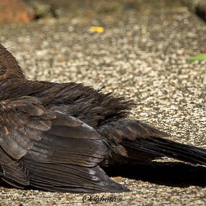 Blackbird sunbathing