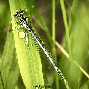 White Legged Damselfly