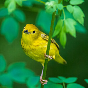 May 29, 2022_Magee Marsh 2_9185-Edit.jpg