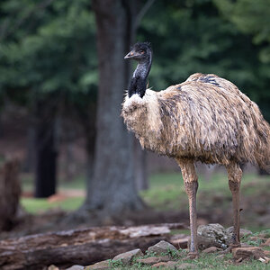 Emu at our local wildlife safari.