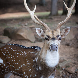 Indian Chital