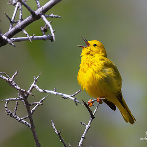 Yellow Warbler (2).jpg